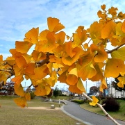 つばきの郷公園へ行こう